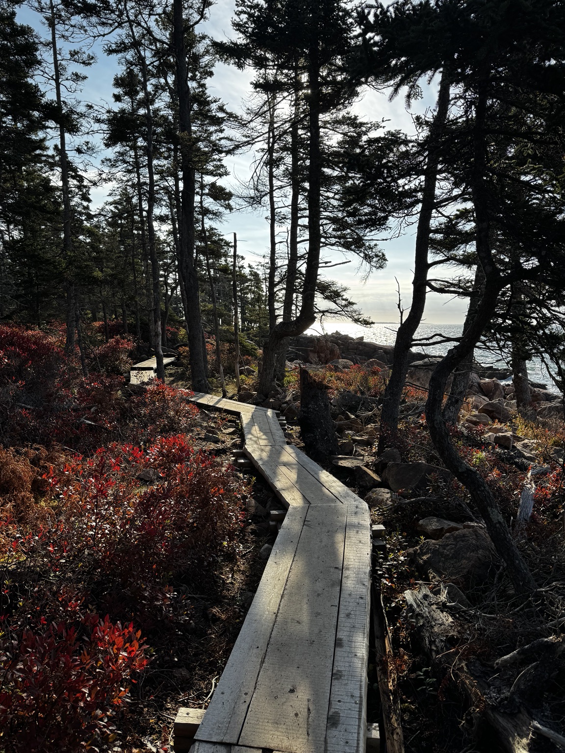 A wooden boardwalk winding through evergreen trees beside the Maine coast